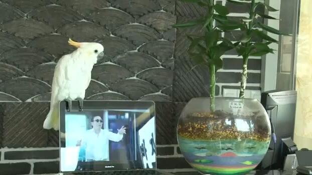 Tierischer Fan macht Rapper Psy nach.