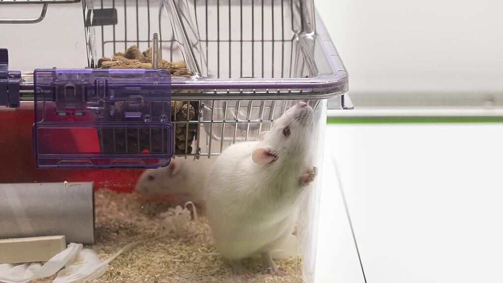 Hunderttausende Tiere sind jedes Jahr betroffen