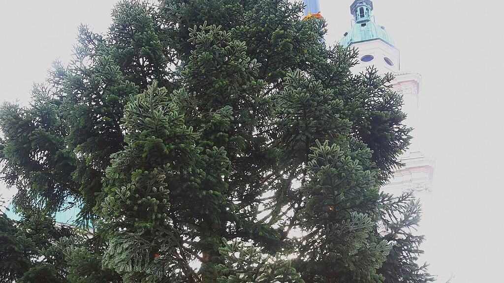 Baum am Christkindlmarkt eingetroffen II