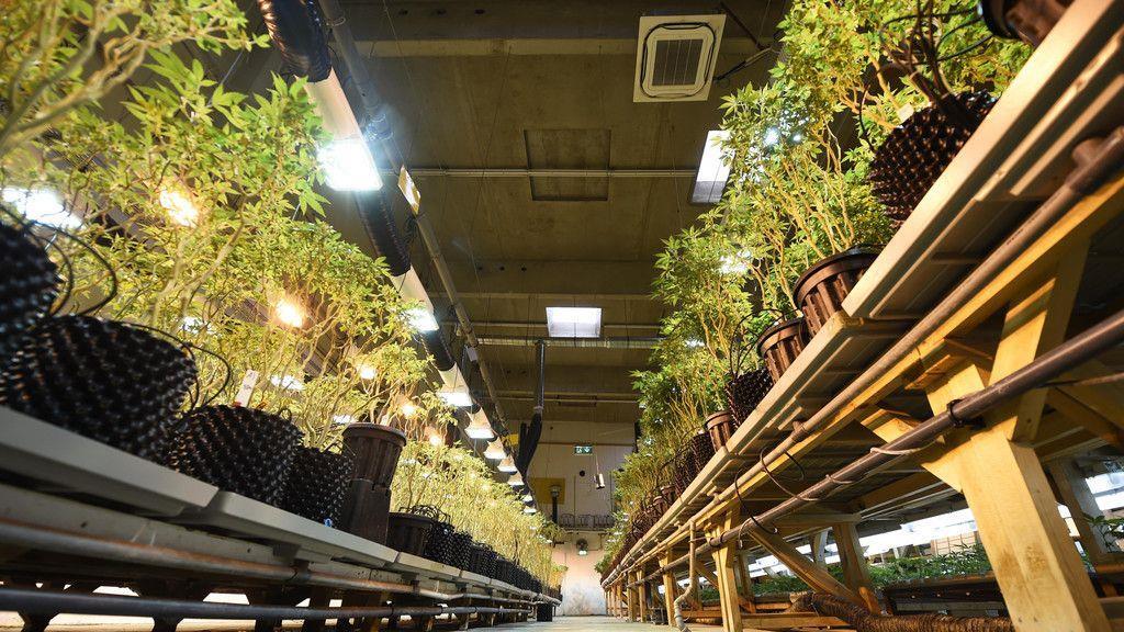 Cannabisaufzucht in Brunn am Gebrige