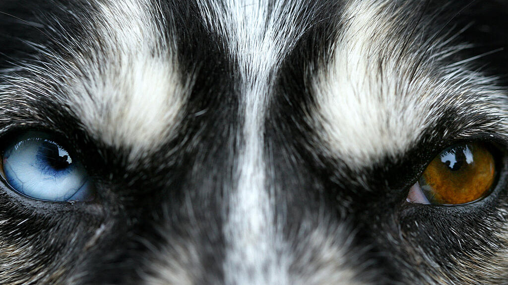 Forscher haben herausgefunden, warum Huskys blaue Augen haben. (Symbolbild)