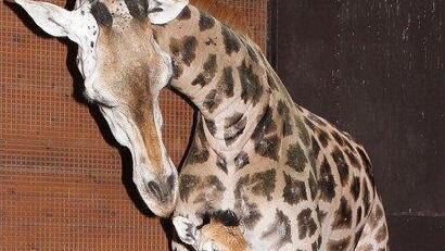 Giraffennachwuchs im Zoo Schmiding