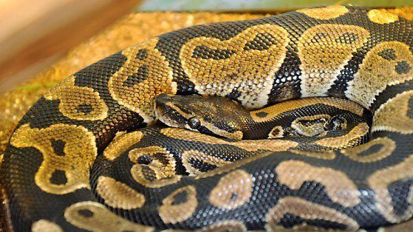 Mann besaß u.a. vier Pythons