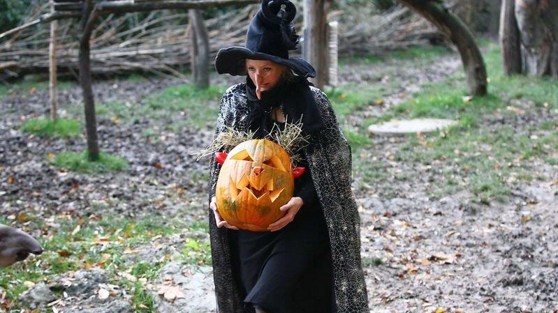 Halloween im Zoo