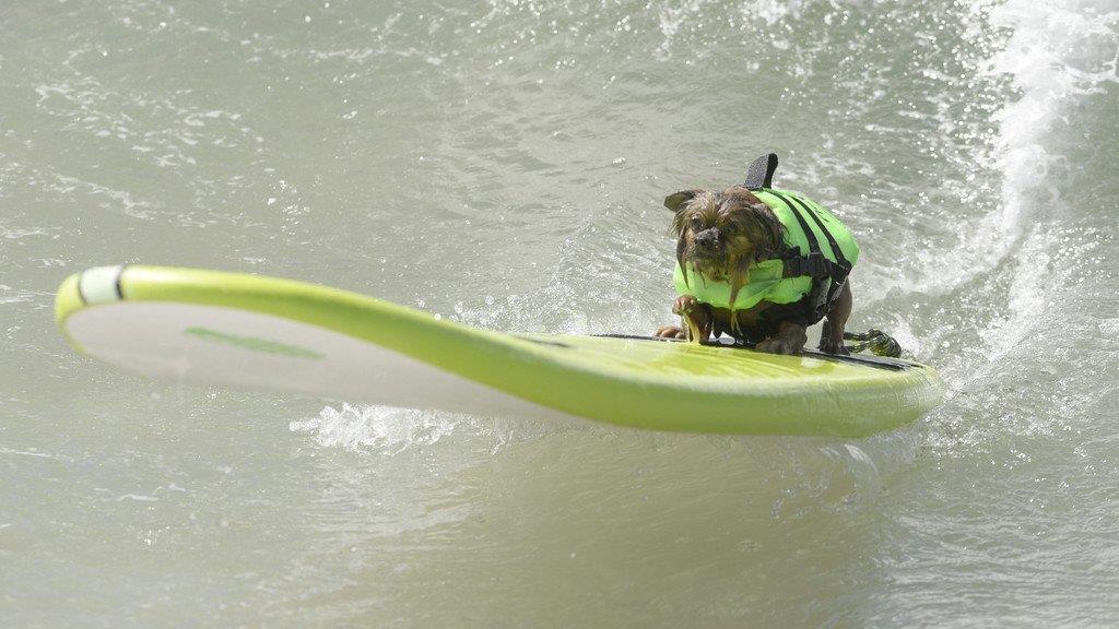 Hundesurfen in Kalifornien