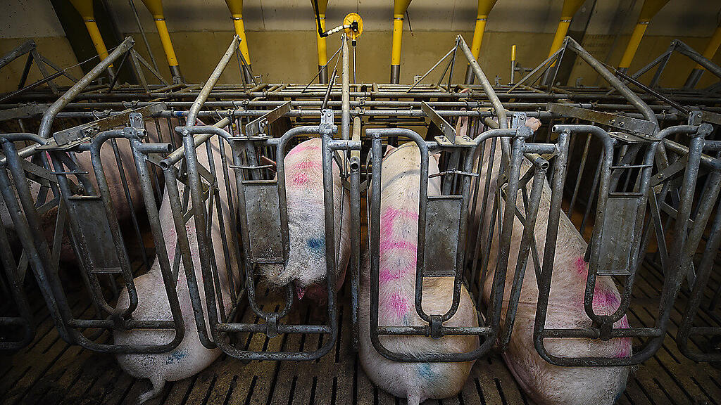 Tierschützer kritisieren schon länger die Masthaltung auf Spaltenböden