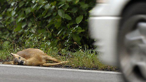 Am häufigsten sind Kollisionen mit Rehen