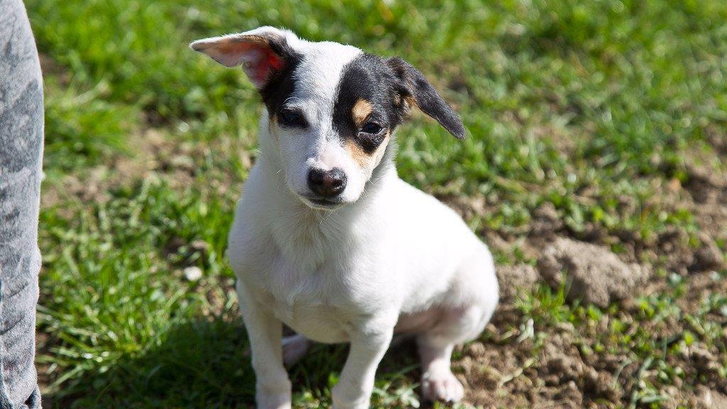 "Der gelbe Hund" in Nußdorf