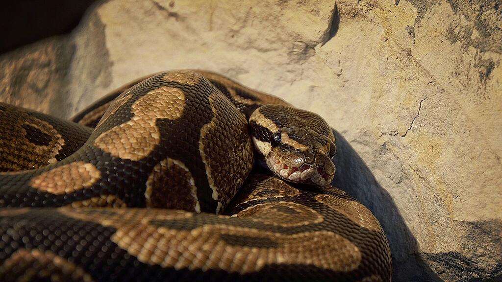 symb_schlange symb_python