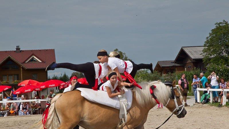 10. Haflinger Landesfohlenschau