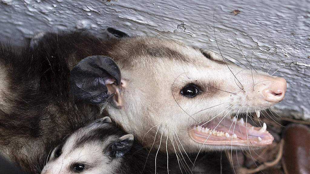 Ein Possum beschützt sein Junges