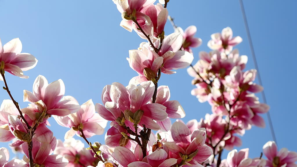 Blühende Magnolien in Salzburg