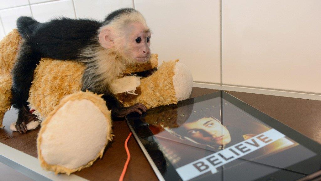 Justin Biebers Affe in Münchner Tierheim