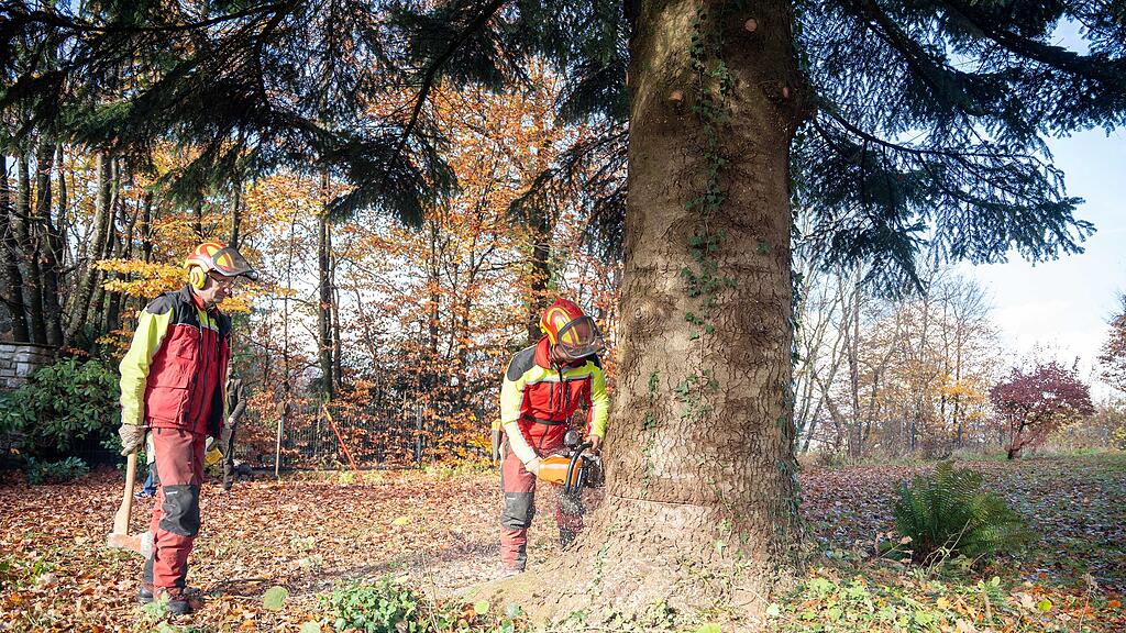 Christbaumernte in St. Jakob am Thurn