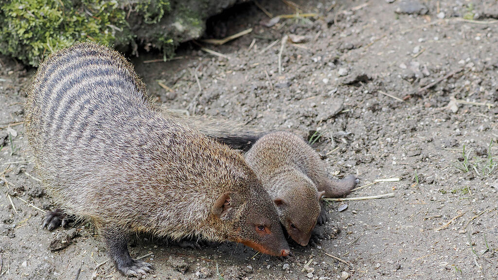 Zebramanguste_Jungtier_c_ZooSBG_Angelika Köppl  (4).jpg