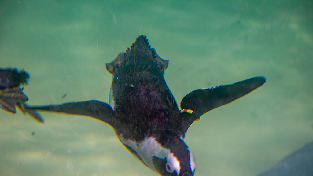 Zoo Salzburg, Brillenpinguine