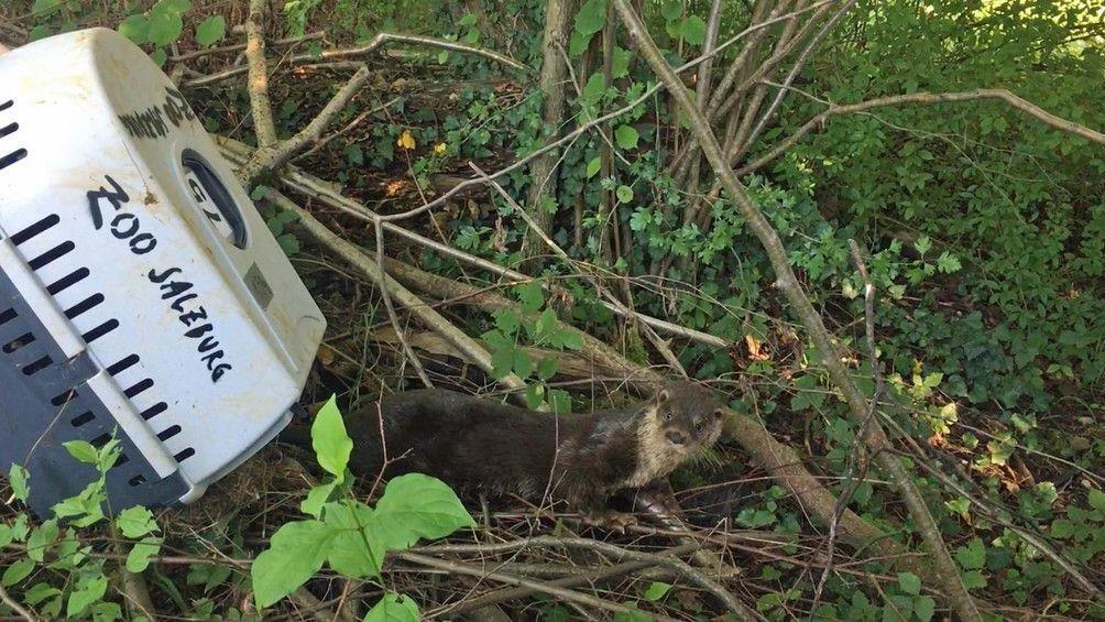 Fischotter in Salzburg gerettet