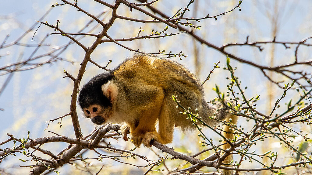 Frühlingserwachen im Zoo