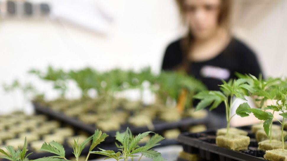 Cannabisaufzucht in Brunn am Gebrige