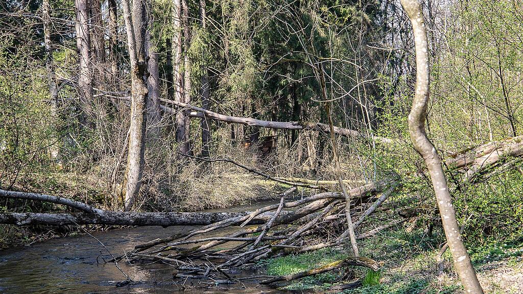 20190401_fmt_schaeden_nach_winterstuerme_mw1-15.jpg