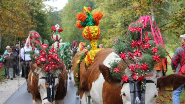 Bilder vom Almabtrieb