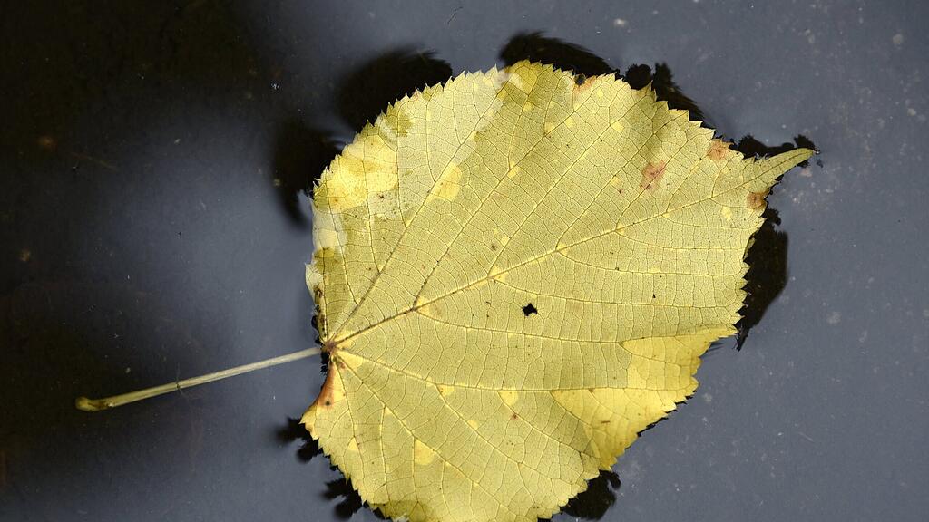 Der Herbst nähert sich im Laufschritt.