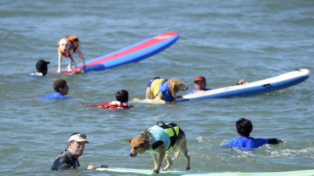 Hundesurfen in Kalifornien