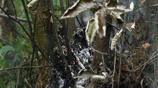 Waldbrand unter Kontrolle