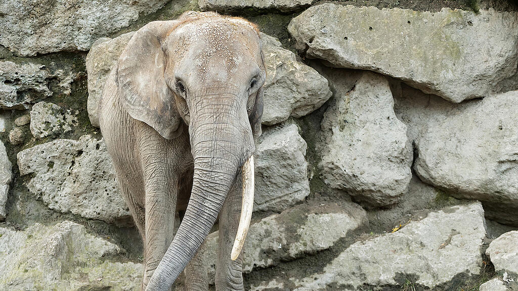 HANDOUT  ELEFANT DRUMBO VOM WIENER TIERGARTEN NACH TSCHECHIEN ÜBERSIEDELT =.jpg