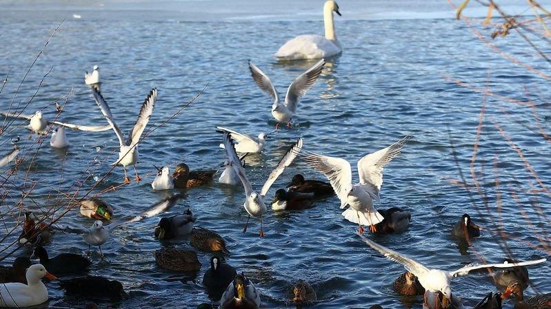 Eisfläche am Lepi-Weiher