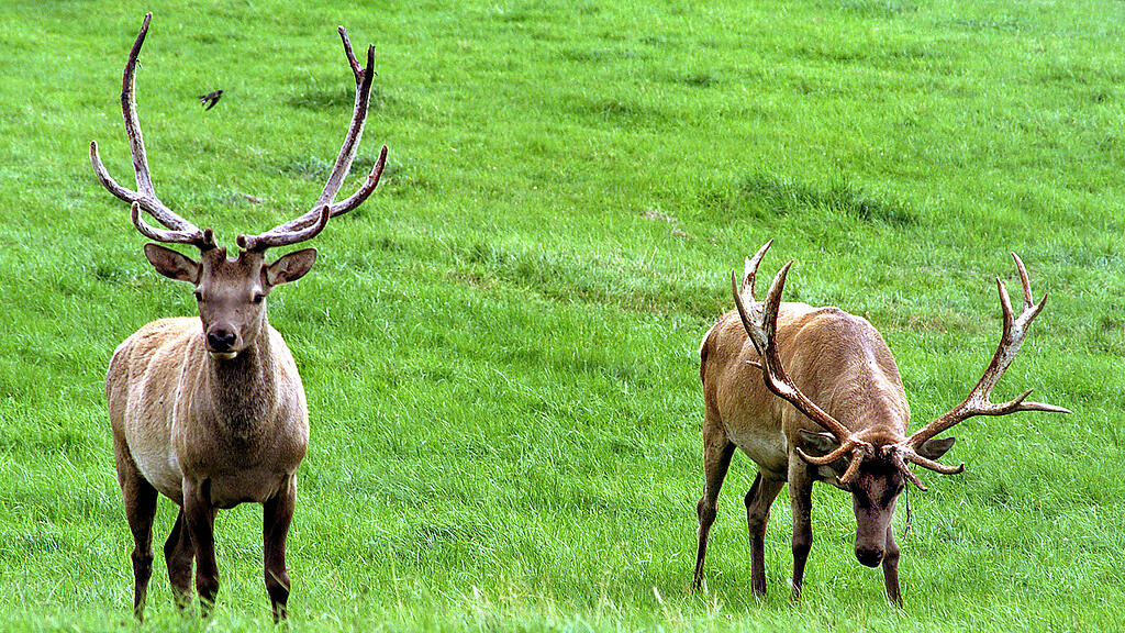 hirsch, rotwild, wild, SB