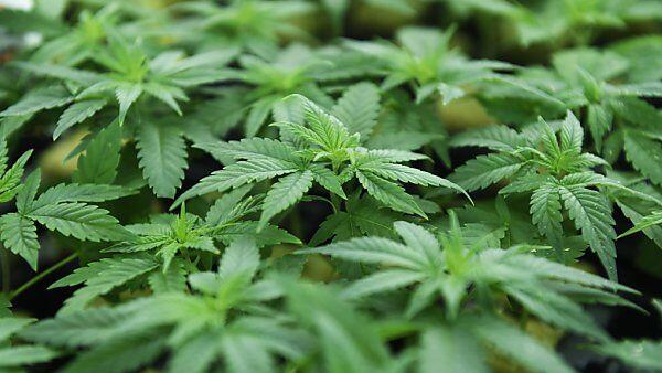 Indoor-Cannabisaufzucht wurde entdeckt