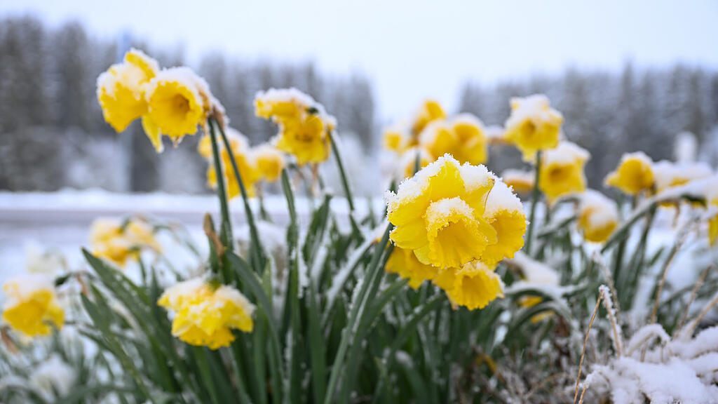 Schnee
