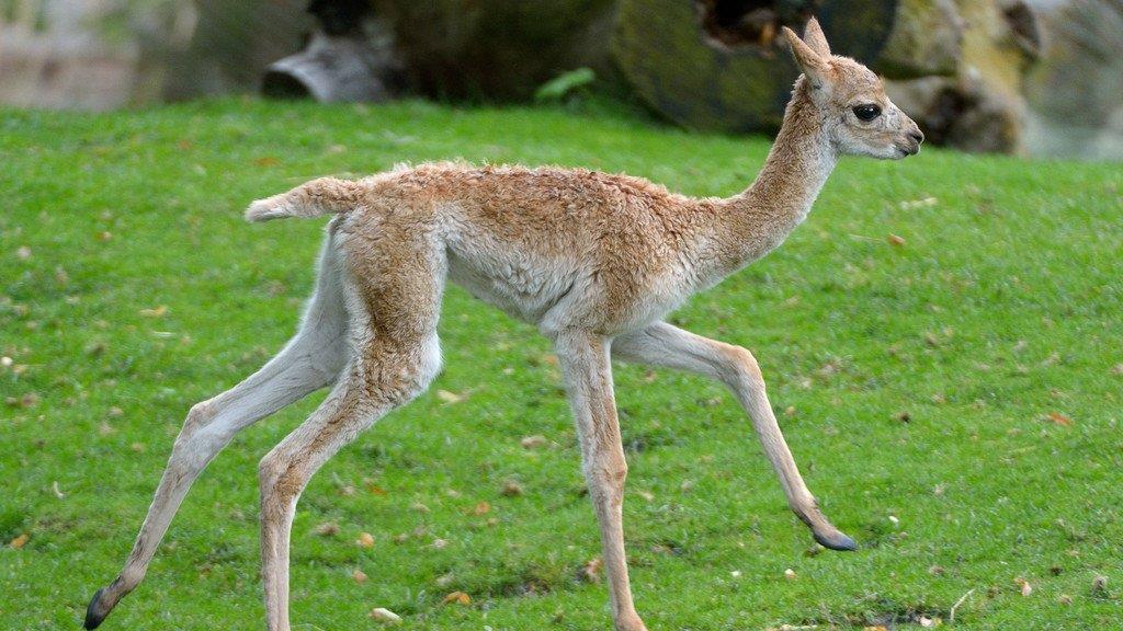 "Mini-Kamel"-Nachwuchs bei Tiergarten Schönbrunn
