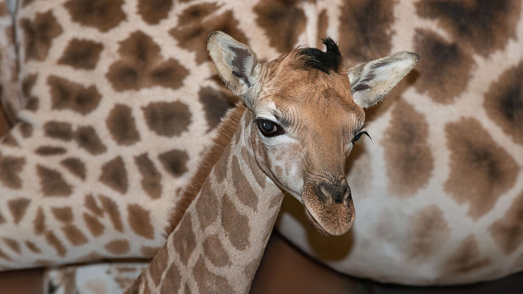 Zoo Schmiding: Nachwuchs bei Giraffen