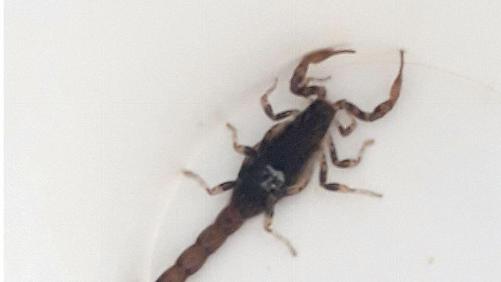 Skorpion in Bayern entdeckt