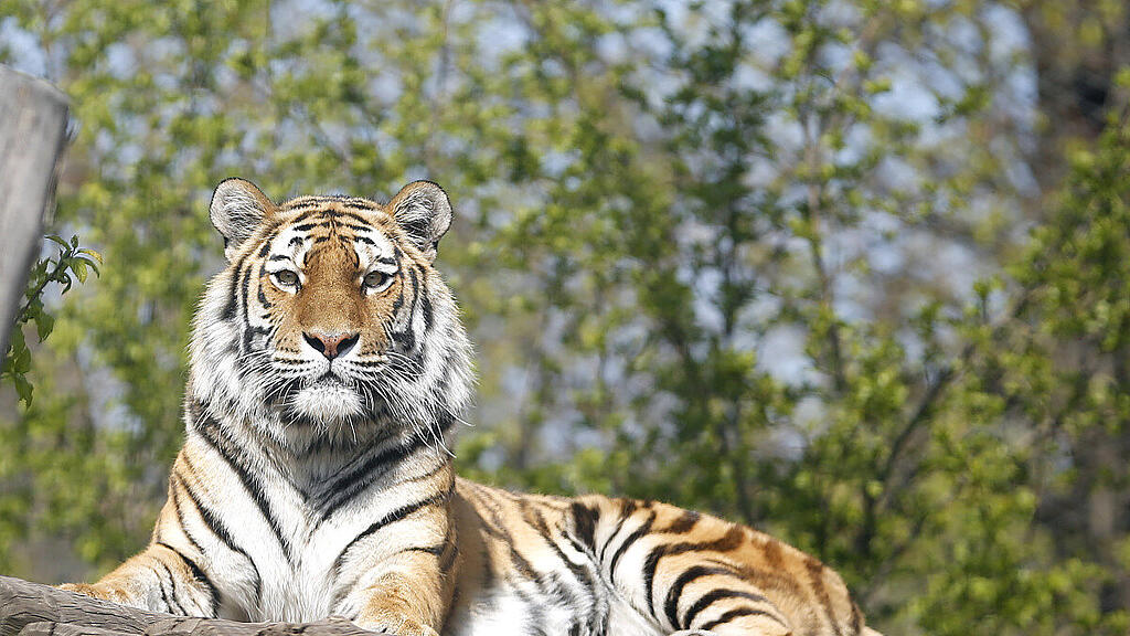 Tiergarten Schönbrunn macht Stichprobentests bei Großkatzen