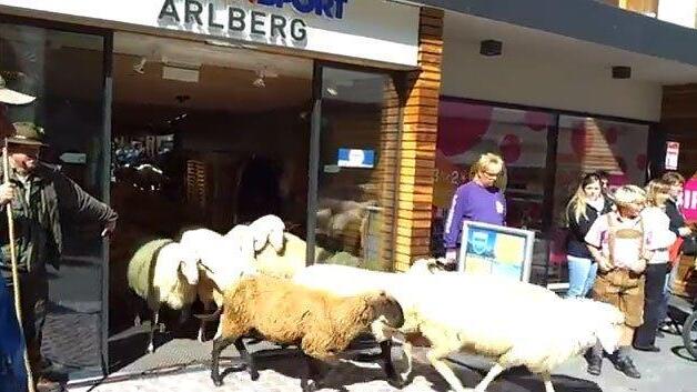 Schafsherde in Sportgeschäft am Tiroler Arlberg