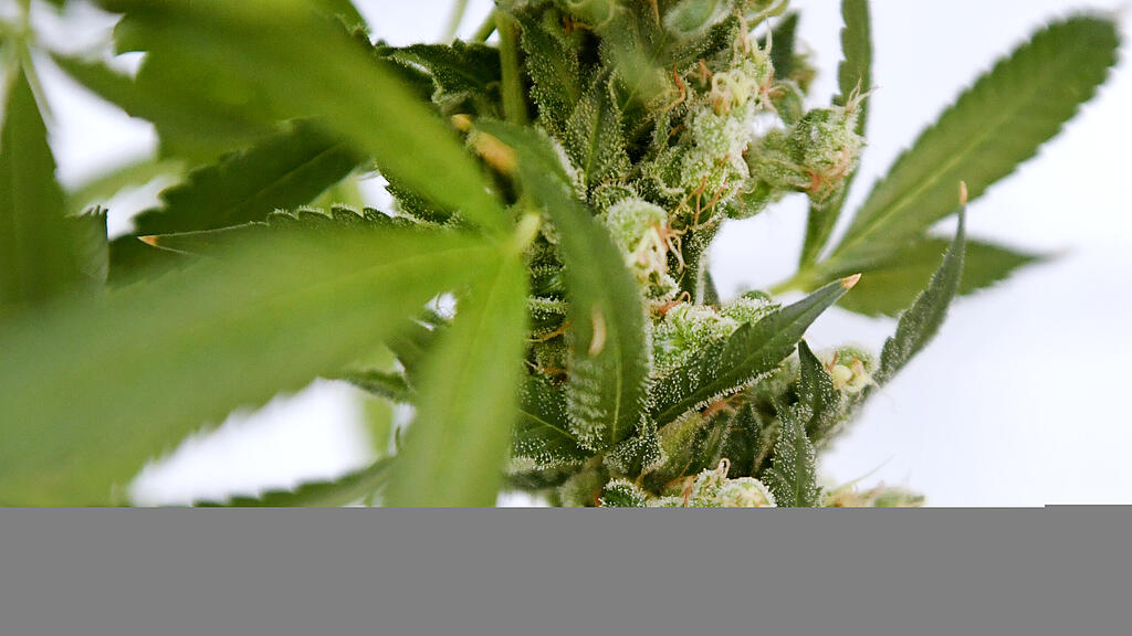 cannabis.jpg
