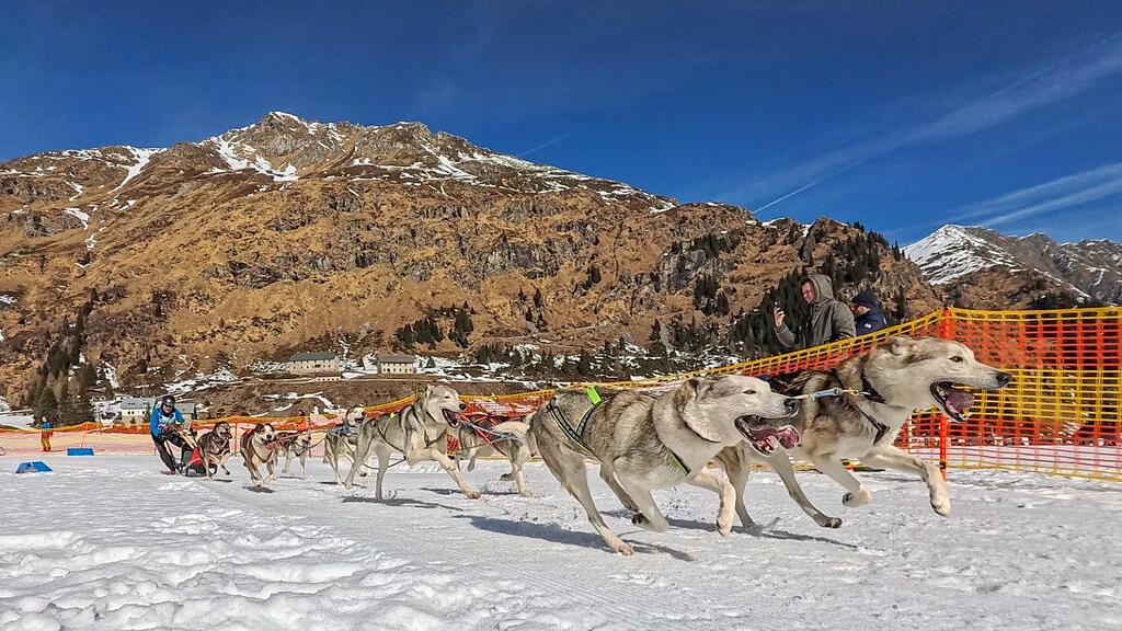 Schlittenhunderennen in Sportgastein
