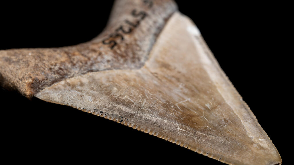 Megalodon