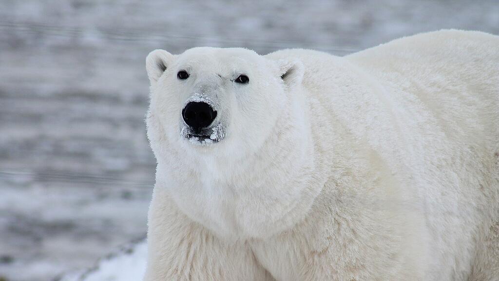 Eisbär