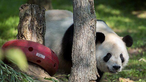 Tian Tian hat jetzt einen kleinen Sohn