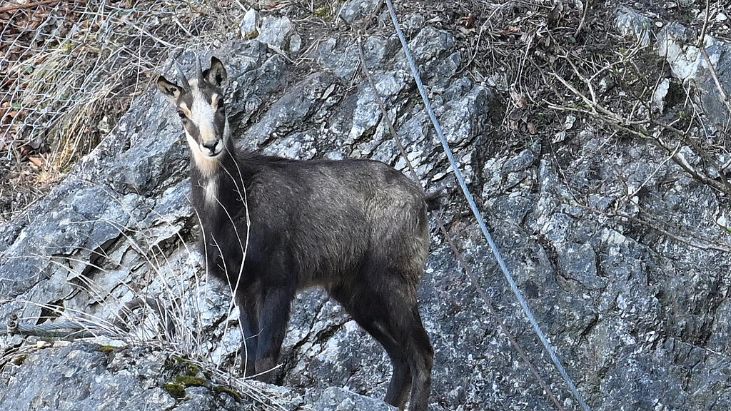 Gams Miriam Kapuzinerberg ausgewildert