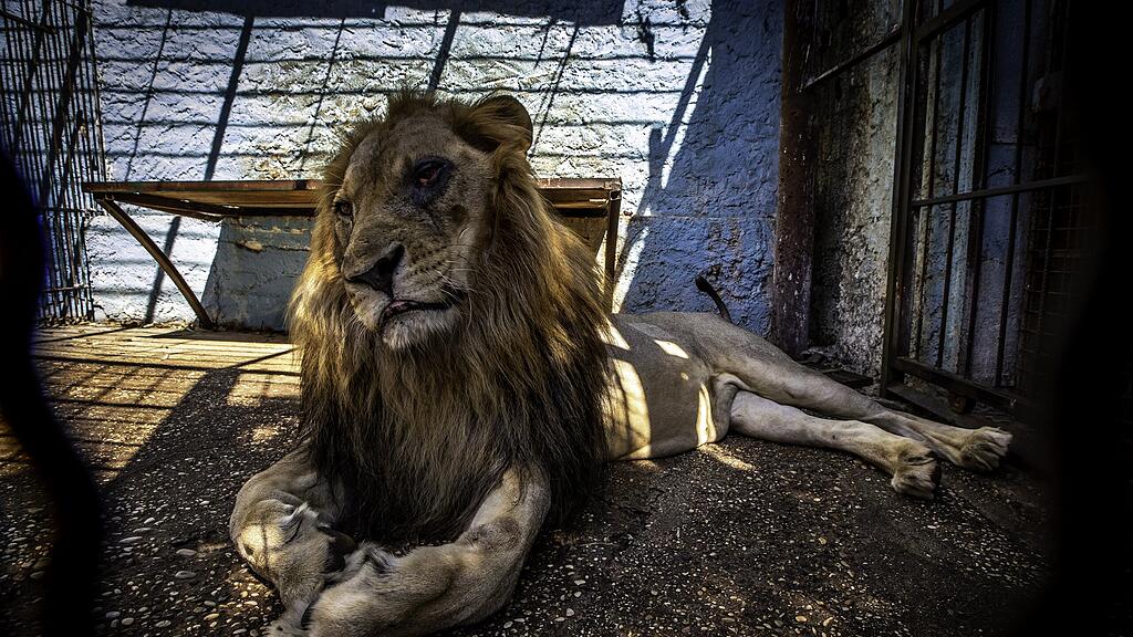 Schreckliche Bedingungen herrschen in dem Zoo.