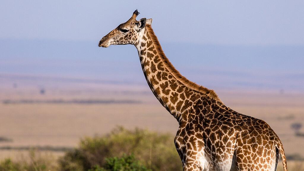 symb_giraffe