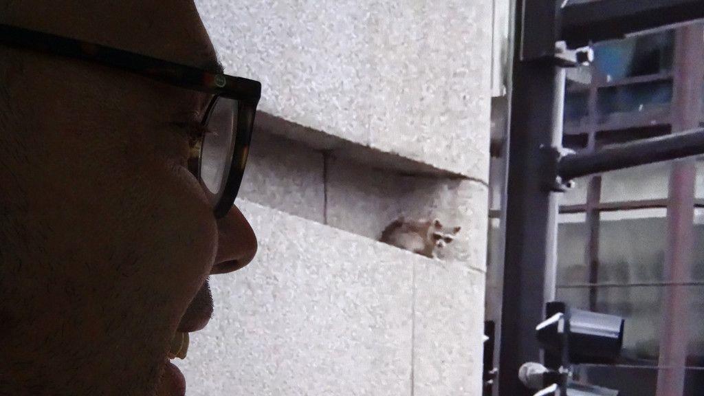 Waschbär zeigt Kletterkünste