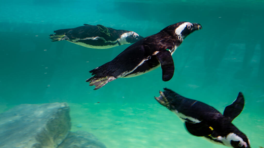 Zoo Salzburg, Brillenpinguine