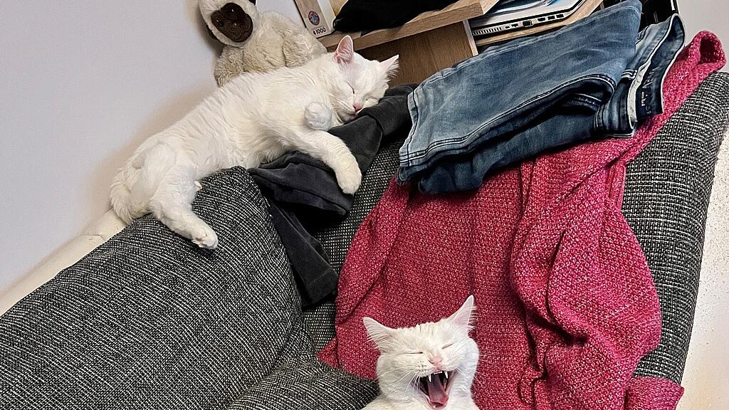 Weltkatzentag 2025