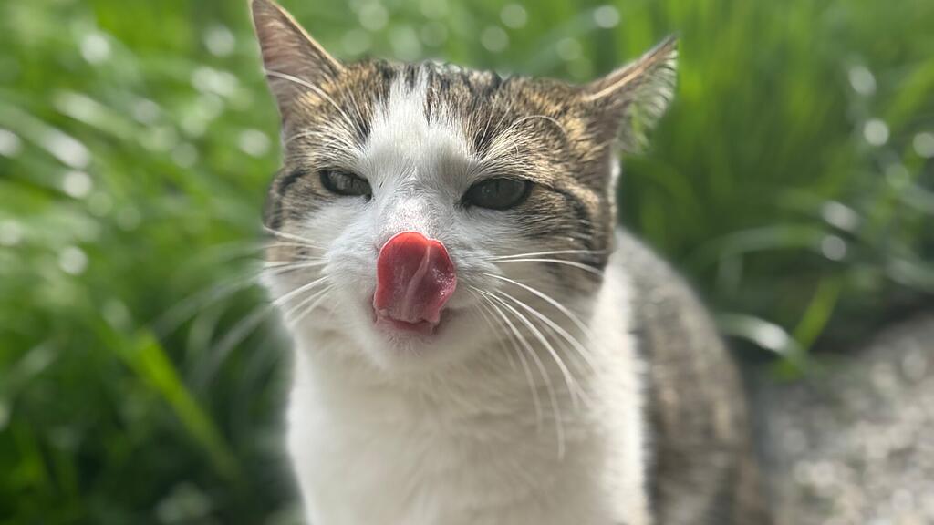 Weltkatzentag 2025